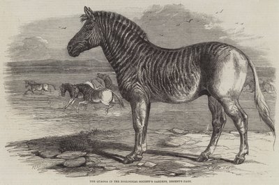 The Quagga in the Zoological Society